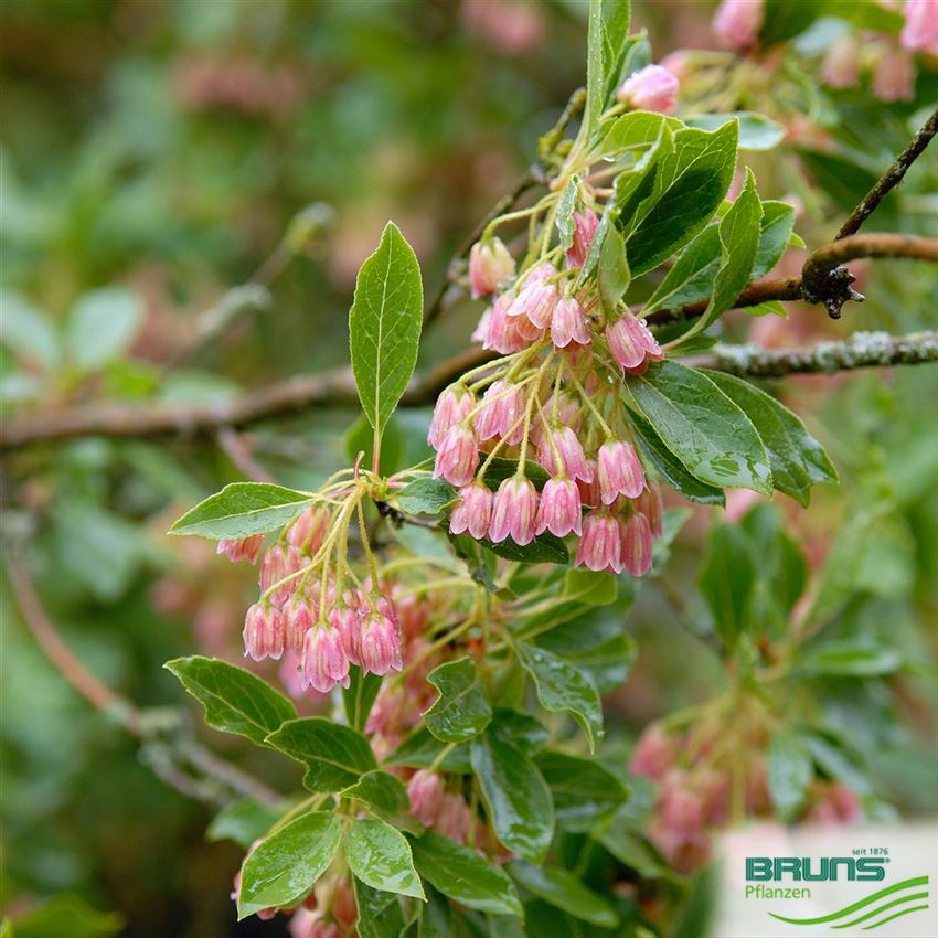 Enkianthus campanulatus, Prachtglocke von Bruns Pflanzen