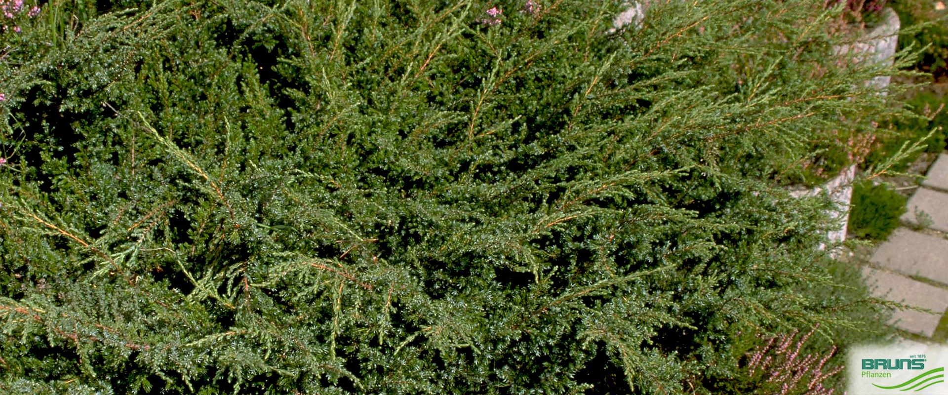 Juniperus Communis 'Hornibrookii' Von Bruns Pflanzen