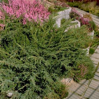 Juniperus_communis_Hornibrookii_1998_5217.jpg