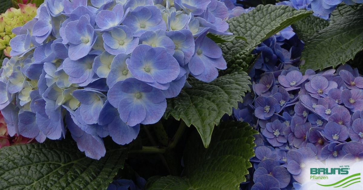 Hydrangea macrophylla 'Forever & Ever (R) Blue' von Bruns Pflanzen