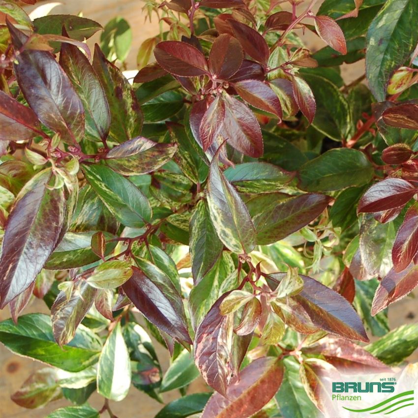 Leucothoe fontanesiana 'Rainbow' von Bruns Pflanzen