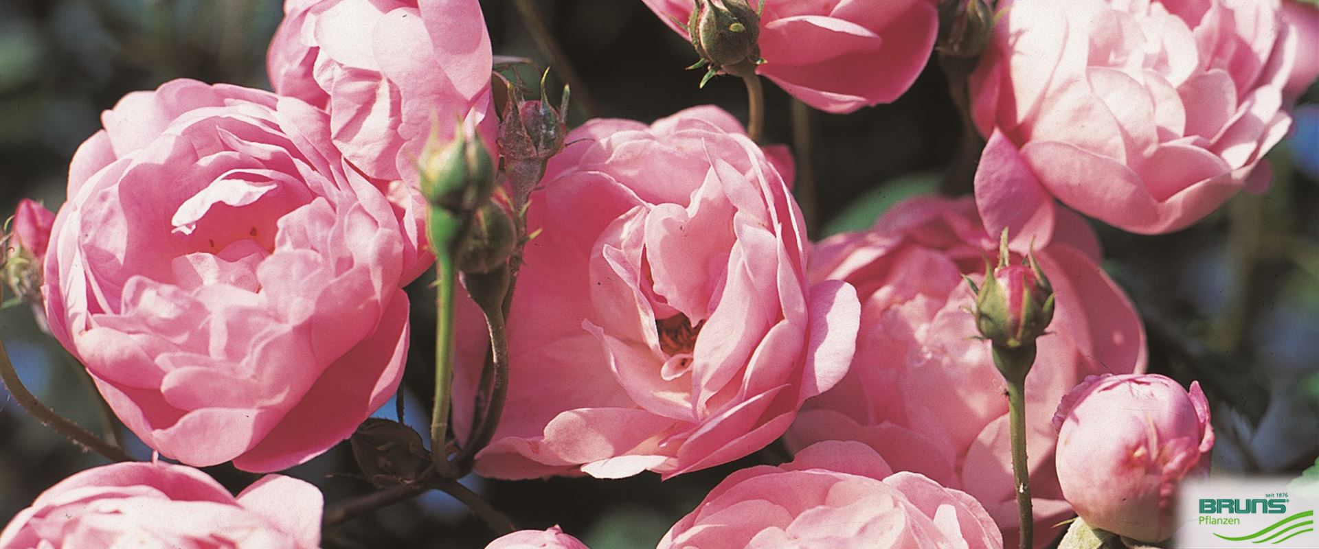 Kletterrose 'Raubritter' von Bruns Pflanzen