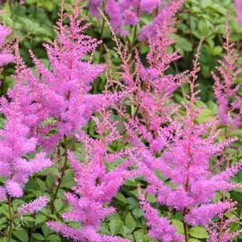 Astilbe arendsii 'Amethyst' von Bruns Pflanzen