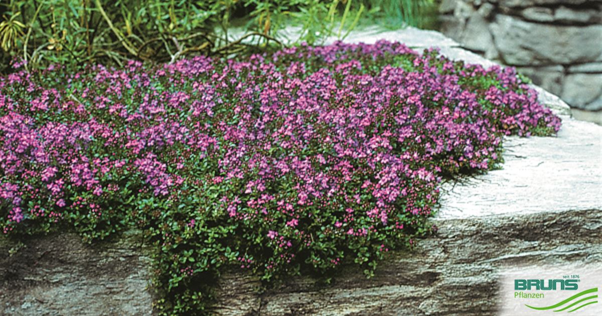 Thymus serpyllum 'Coccineus' von Bruns Pflanzen