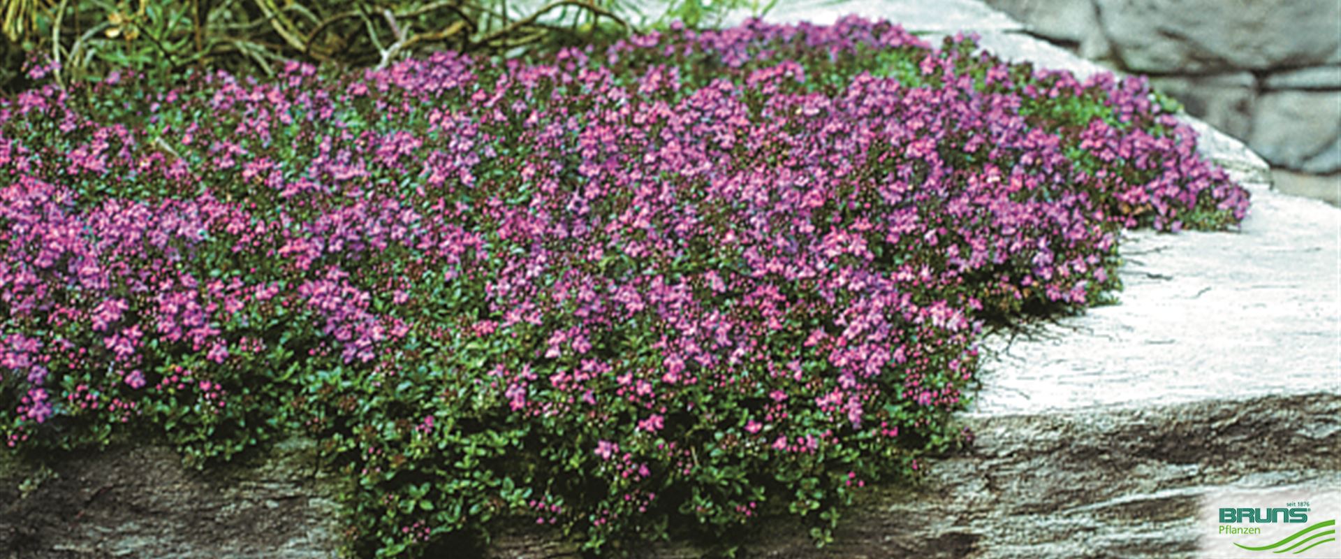 Thymus serpyllum 'Coccineus' von Bruns Pflanzen