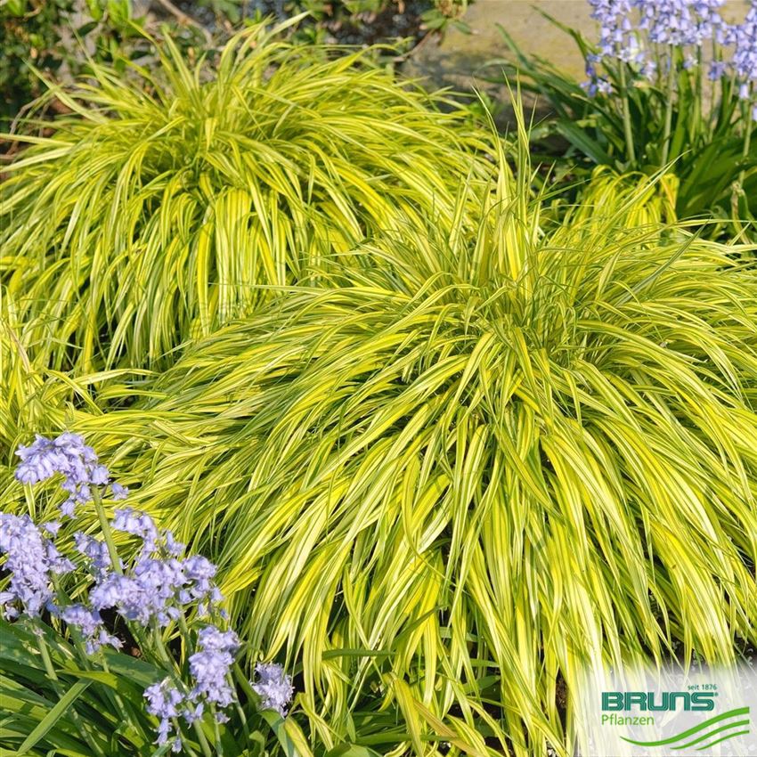 Hakonechloa macra 'Aureola' von Bruns Pflanzen