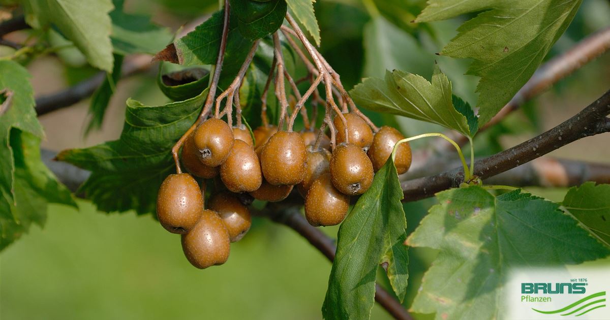 Sorbus torminalis, Checker tree, wild service tree von Bruns Pflanzen