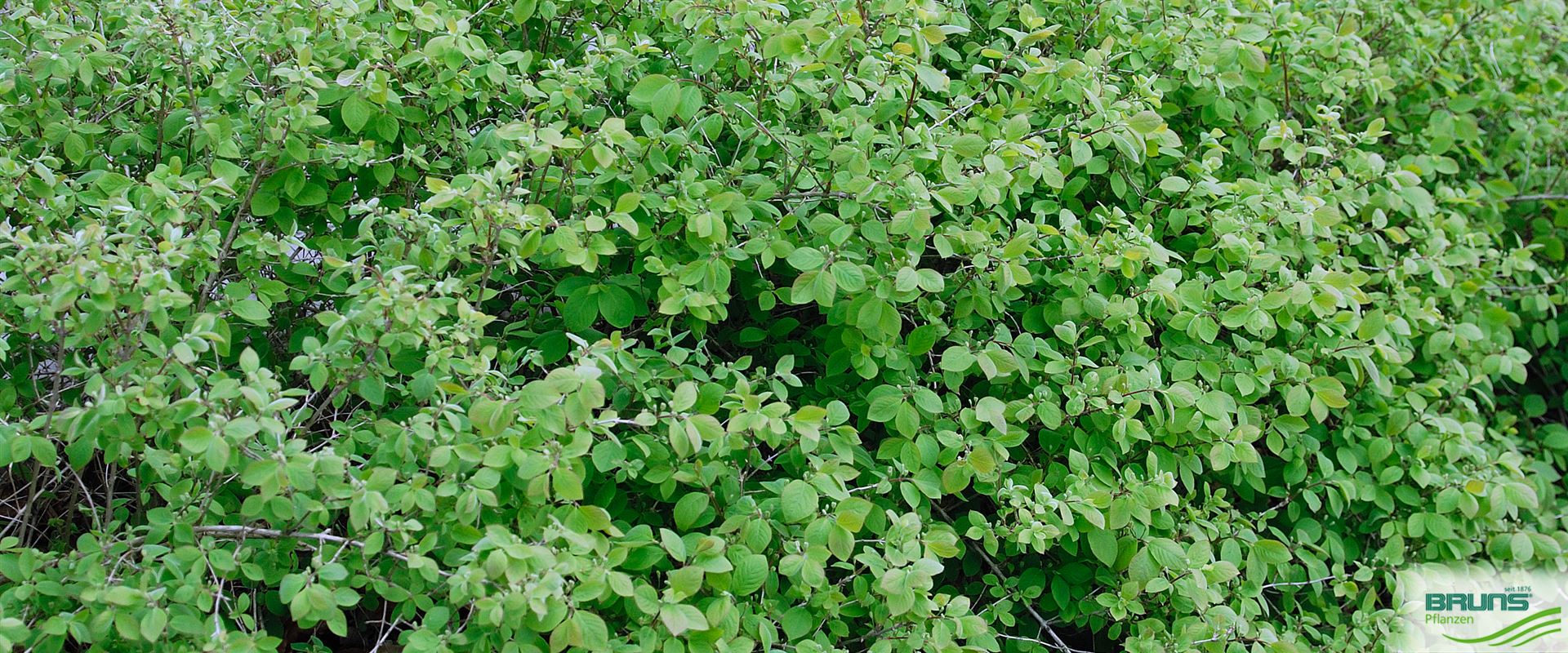 Lonicera xylosteoides 'Clavey's Dwarf' von Bruns Pflanzen