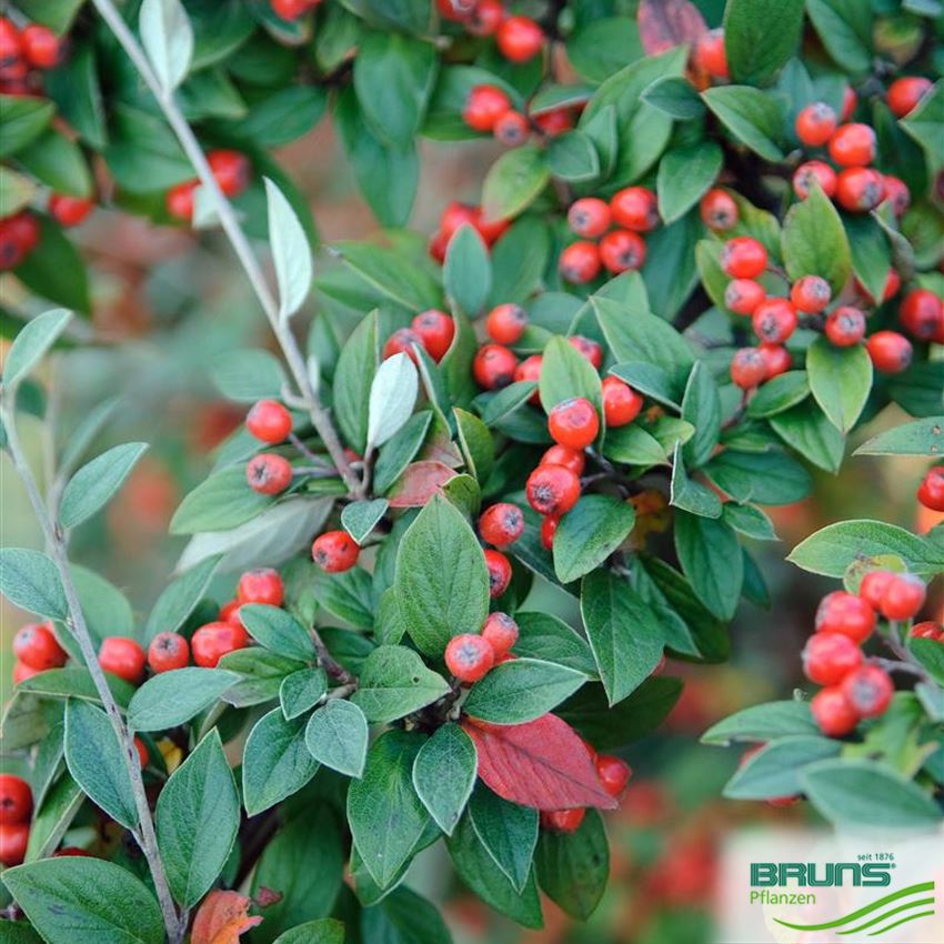 Cotoneaster Franchetii Von Bruns Pflanzen