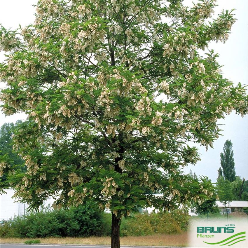 Robinia Pseudoacacia Bessoniana Von Bruns Pflanzen robinia-pseudoacacia-bessoniana-von-bruns-pflanzen