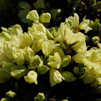 Rhododendron_ludlowii_Wren.jpg