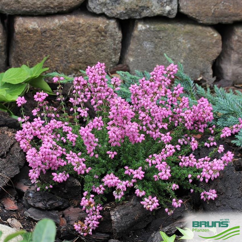 Erica cinerea 'Rosita' von Bruns Pflanzen