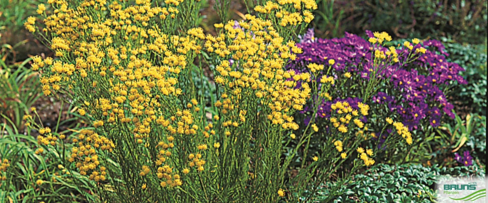 Aster linosyris, GoldhaarAster von Bruns Pflanzen
