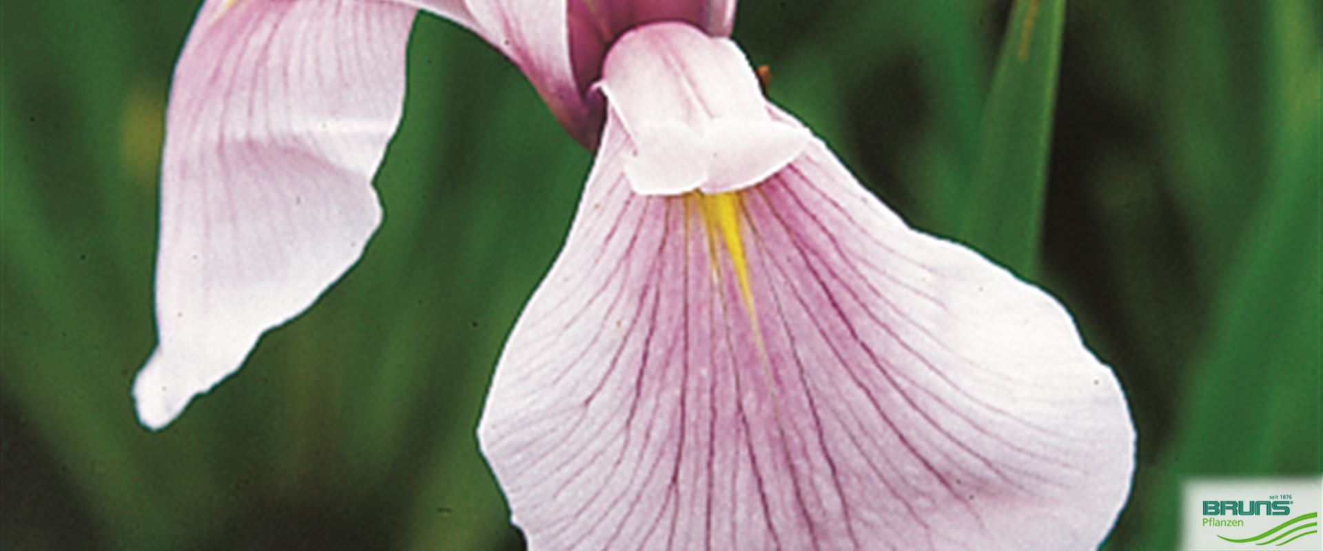 Iris laevigata 'Rose Queen' von Bruns Pflanzen