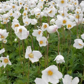 Anemone sylvestris, Hain-Anemone, Großes Windröschen von Bruns Pflanzen