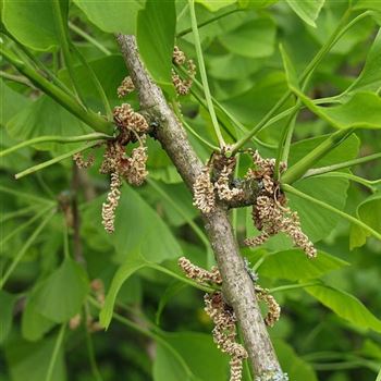 Ginkgo biloba, Ginkgobaum von Bruns Pflanzen | Sträucher