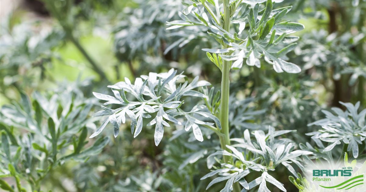 Artemisia vulgaris, Beifuß von Bruns Pflanzen