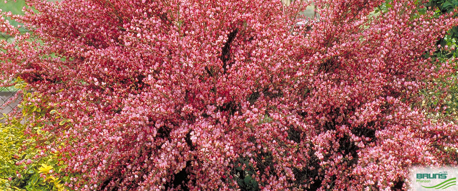 Cytisus x praecox 'Hollandia' von Bruns Pflanzen