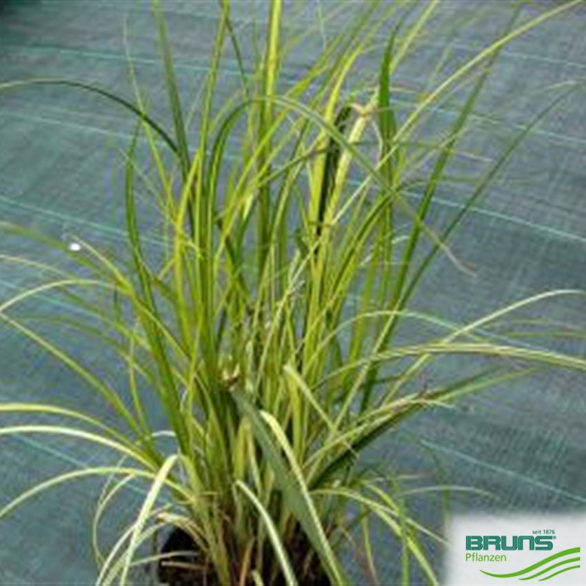 Carex riparia, UferSegge von Bruns Pflanzen