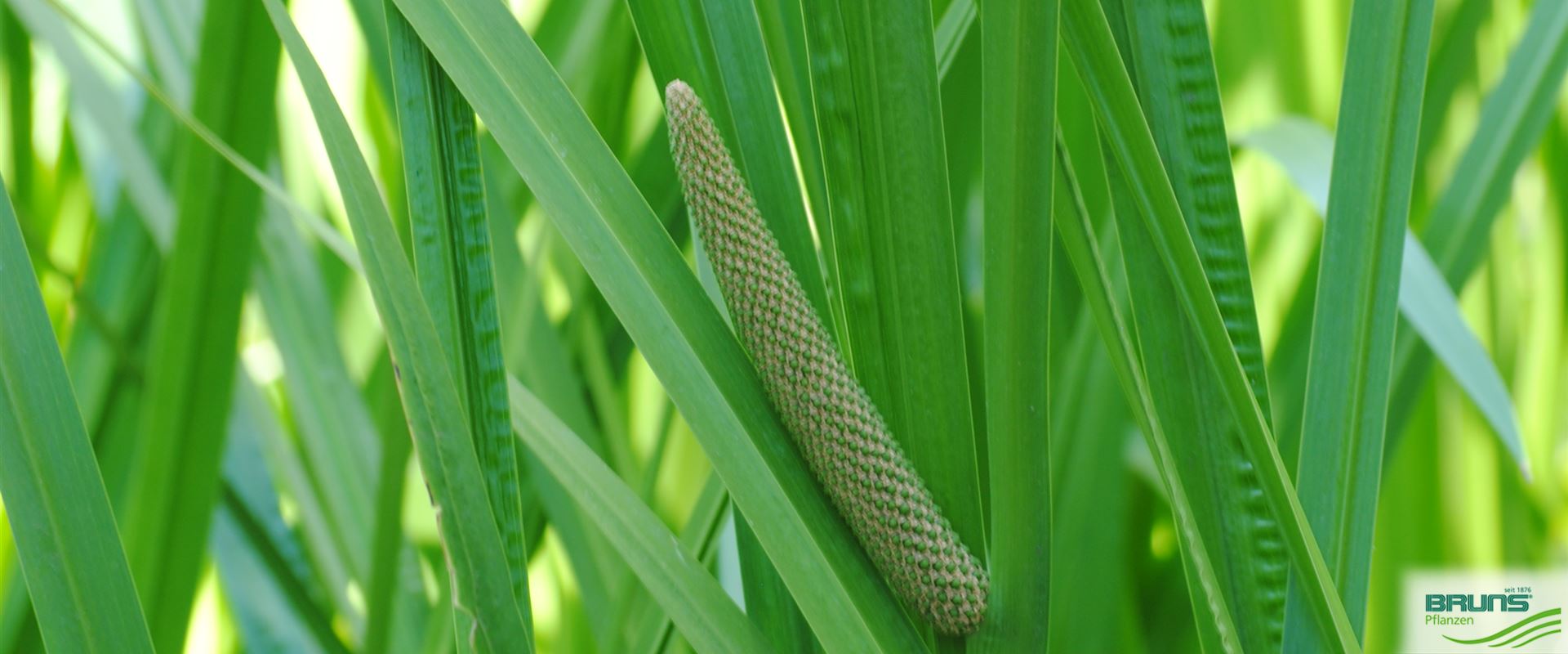 Acorus calamus von Bruns Pflanzen