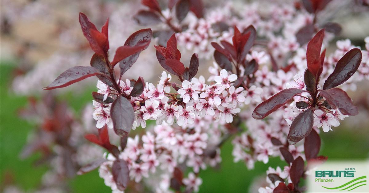 Prunus cistena, prunier pourpre des sables von Bruns Pflanzen