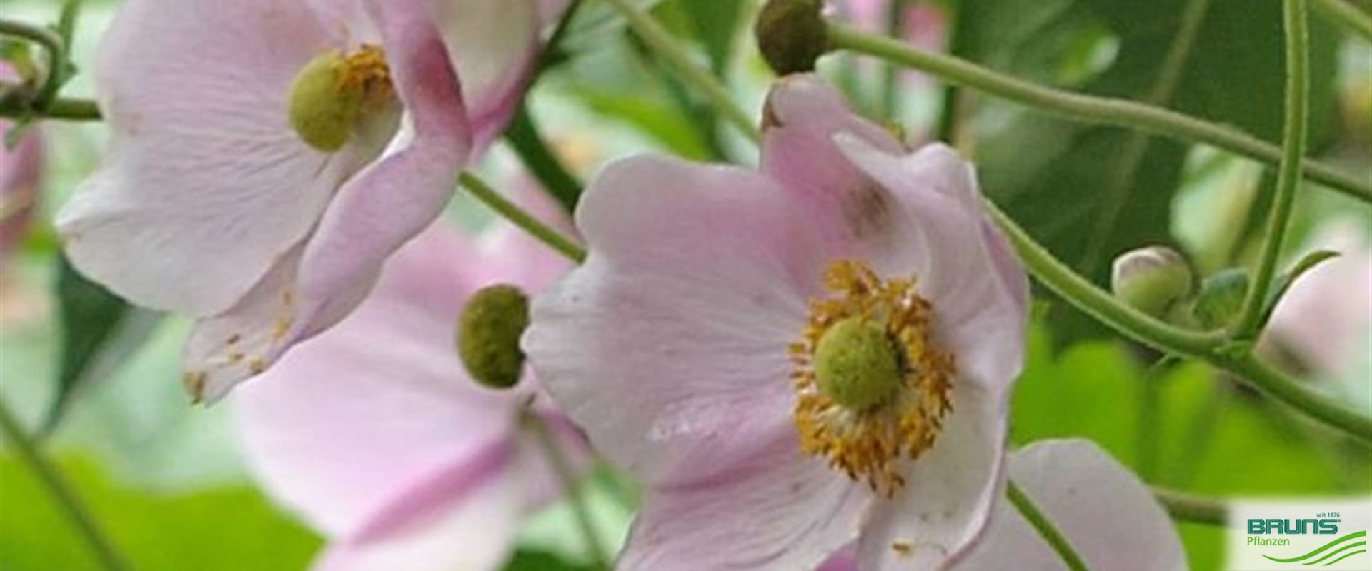 Anemone tomentosa 'Robustissima' von Bruns Pflanzen