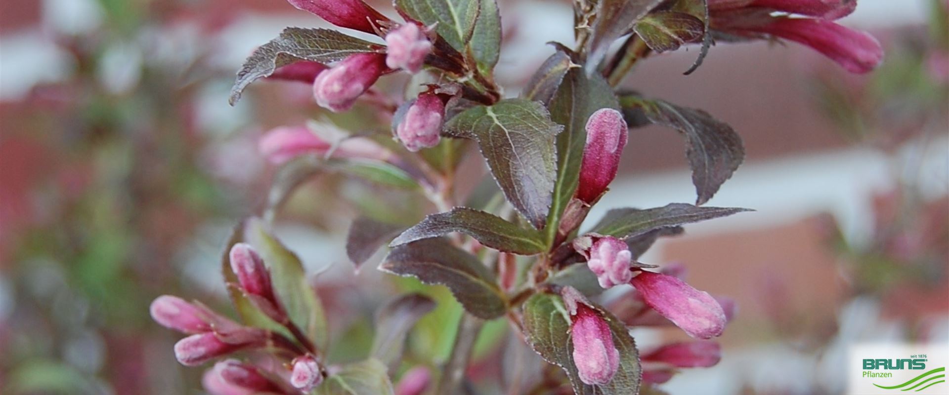 Weigela florida 'Purpurea' von Bruns Pflanzen