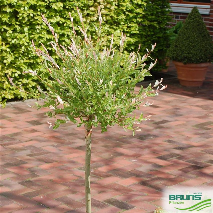 Salix Integra 'Hakuro Nishiki', Zierweide Produktbild-Vorschau 13