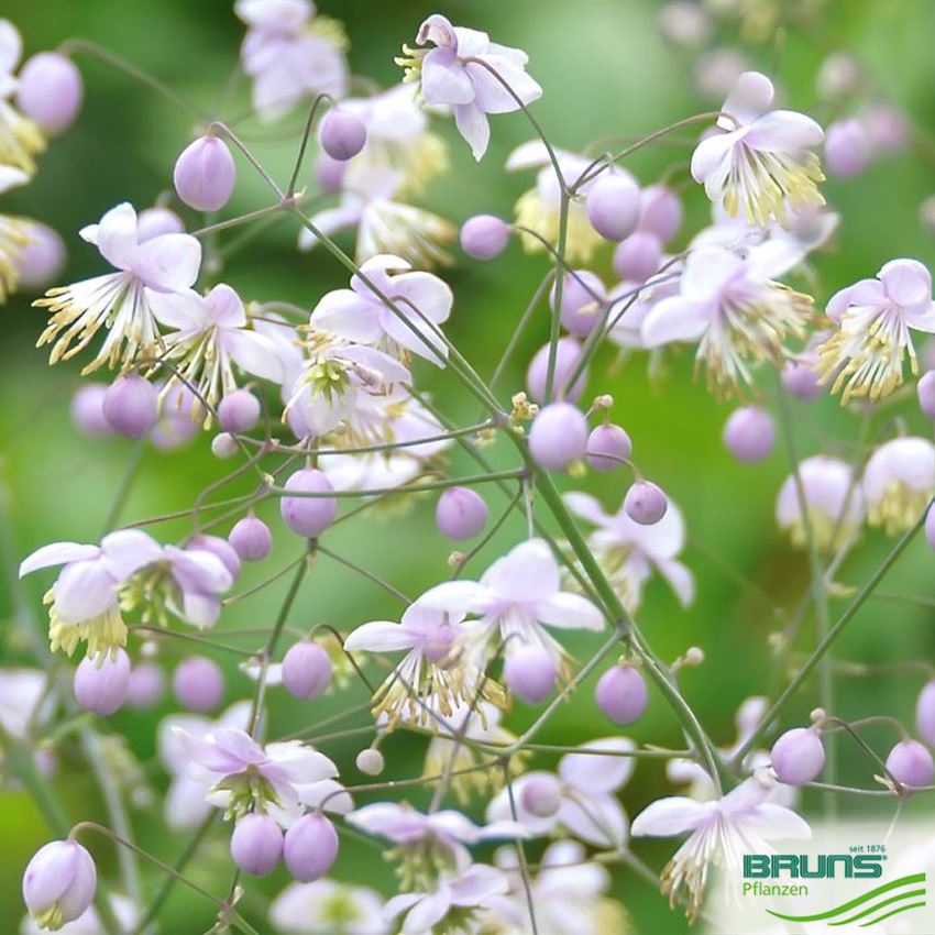 Thalictrum Delavayi Chinesische Wiesenraute Von Bruns Pflanzen thalictrum-delavayi-chinesische-wiesenraute-von-bruns-pflanzen