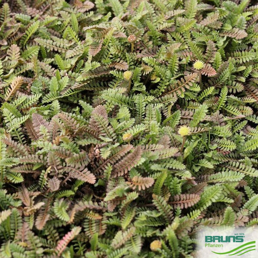 Cotula potentillina von Bruns Pflanzen