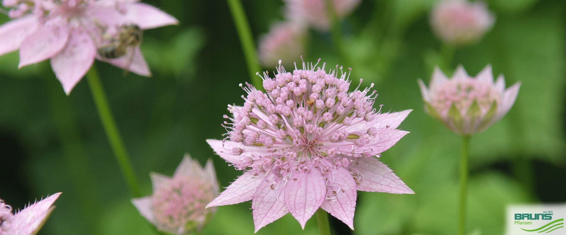 Astrantia maxima, KaukasusSterndolde von Bruns Pflanzen