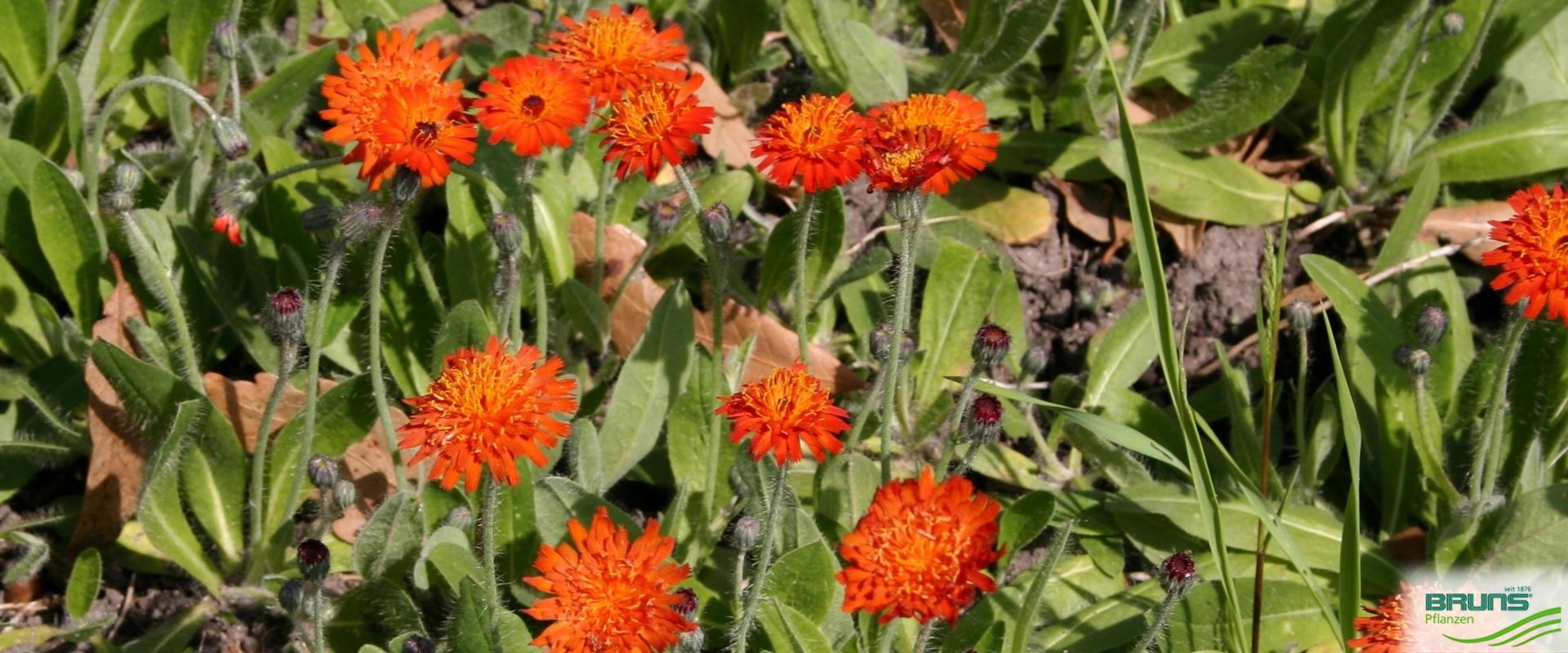 Hieracium rubrum, Red Hawkweed von Bruns Pflanzen