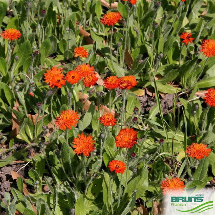 Hieracium rubrum, Red Hawkweed von Bruns Pflanzen