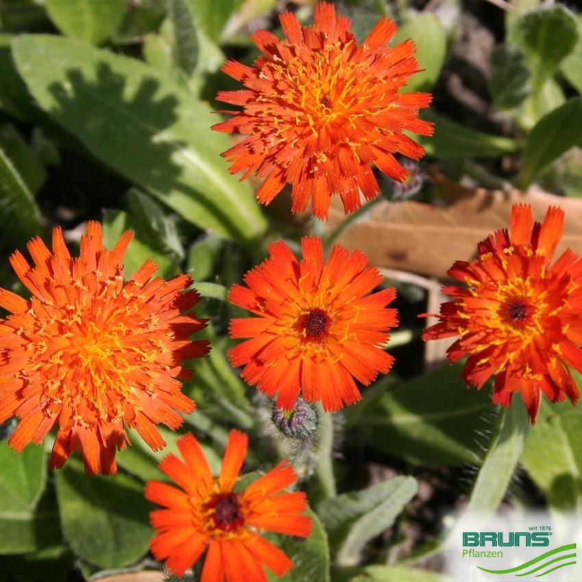 Hieracium rubrum, Rotes Habichtskraut von Bruns Pflanzen