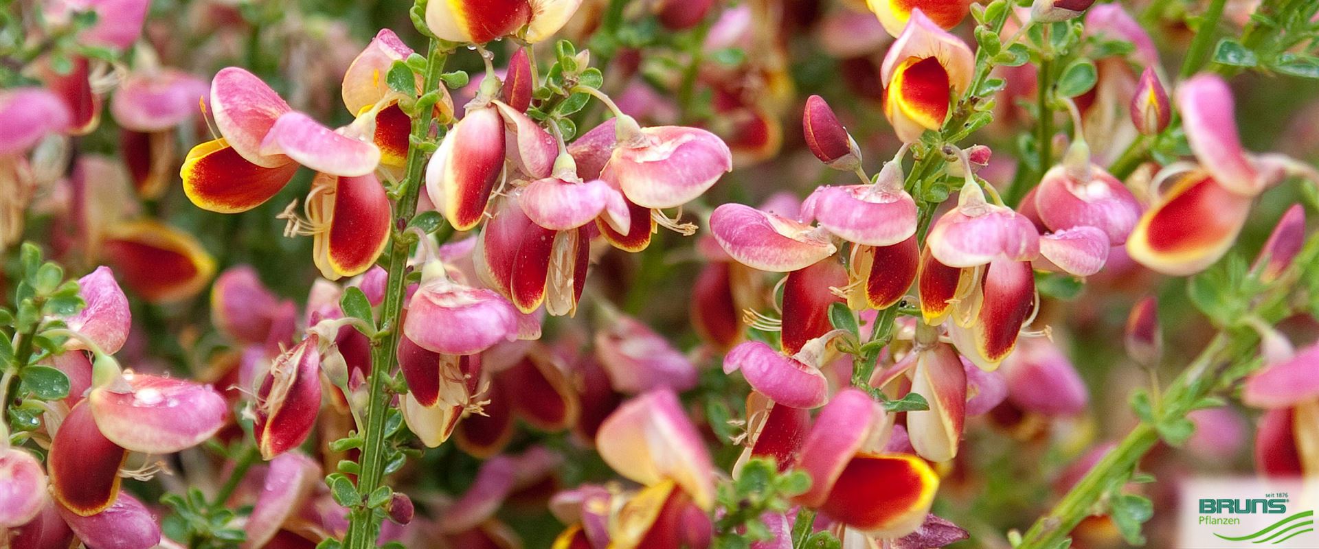 Cytisus scoparius 'Burkwoodii' von Bruns Pflanzen