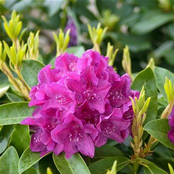 Rhododendron_Old_Port_2008_2563_Q.jpg