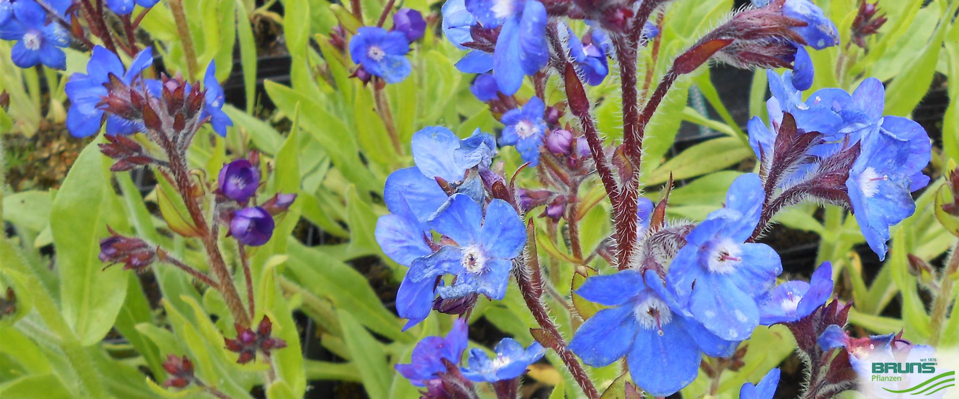 Anchusa azurea 'London Royalist' von Bruns Pflanzen