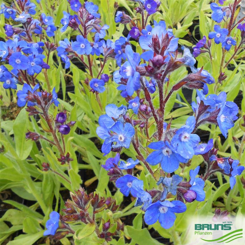 Anchusa azurea 'London Royalist' von Bruns Pflanzen