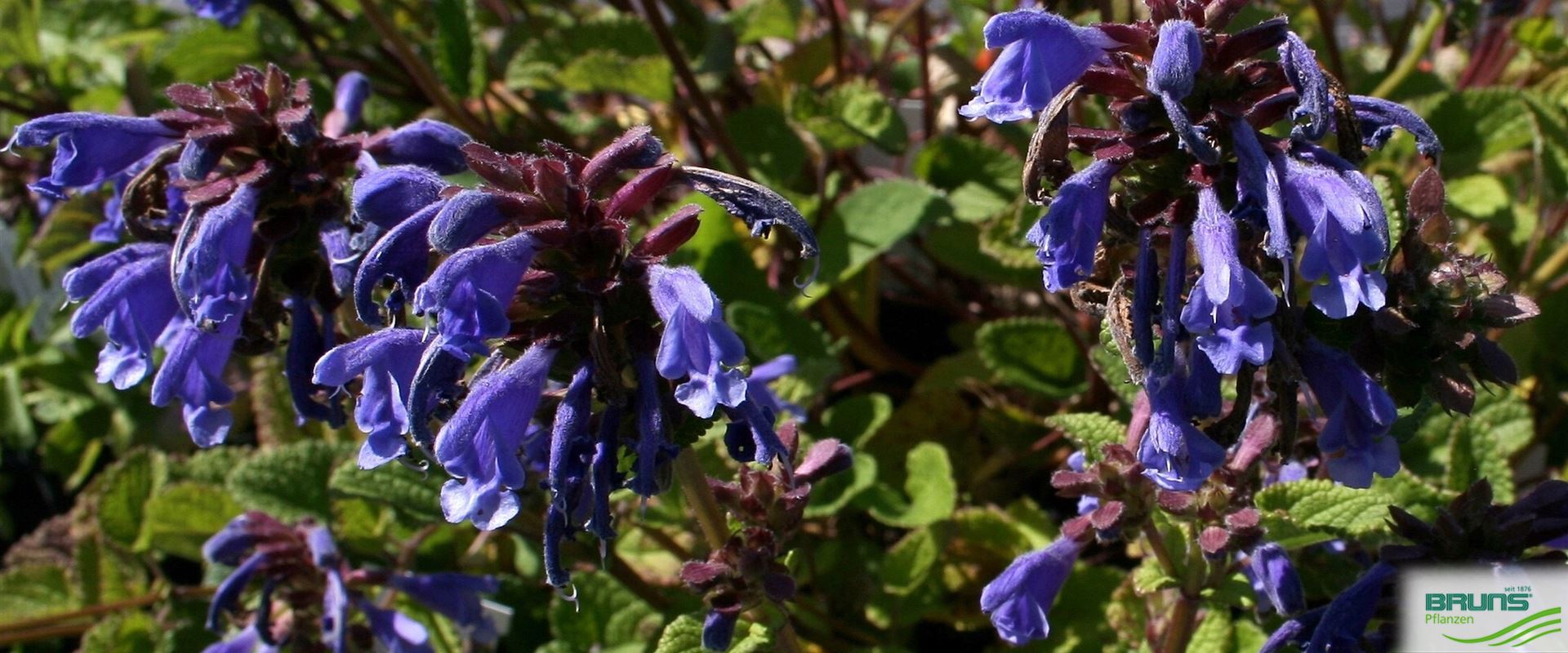 Dracocephalum grandiflorum von Bruns Pflanzen