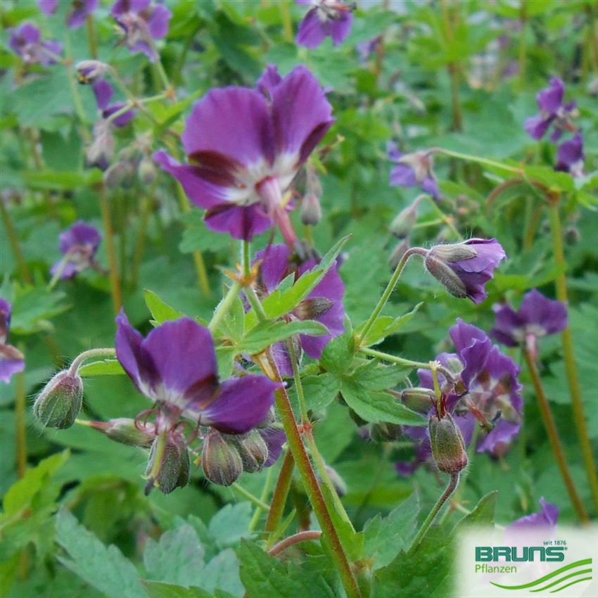 Geranium phaeum, Mourning Widow von Bruns Pflanzen