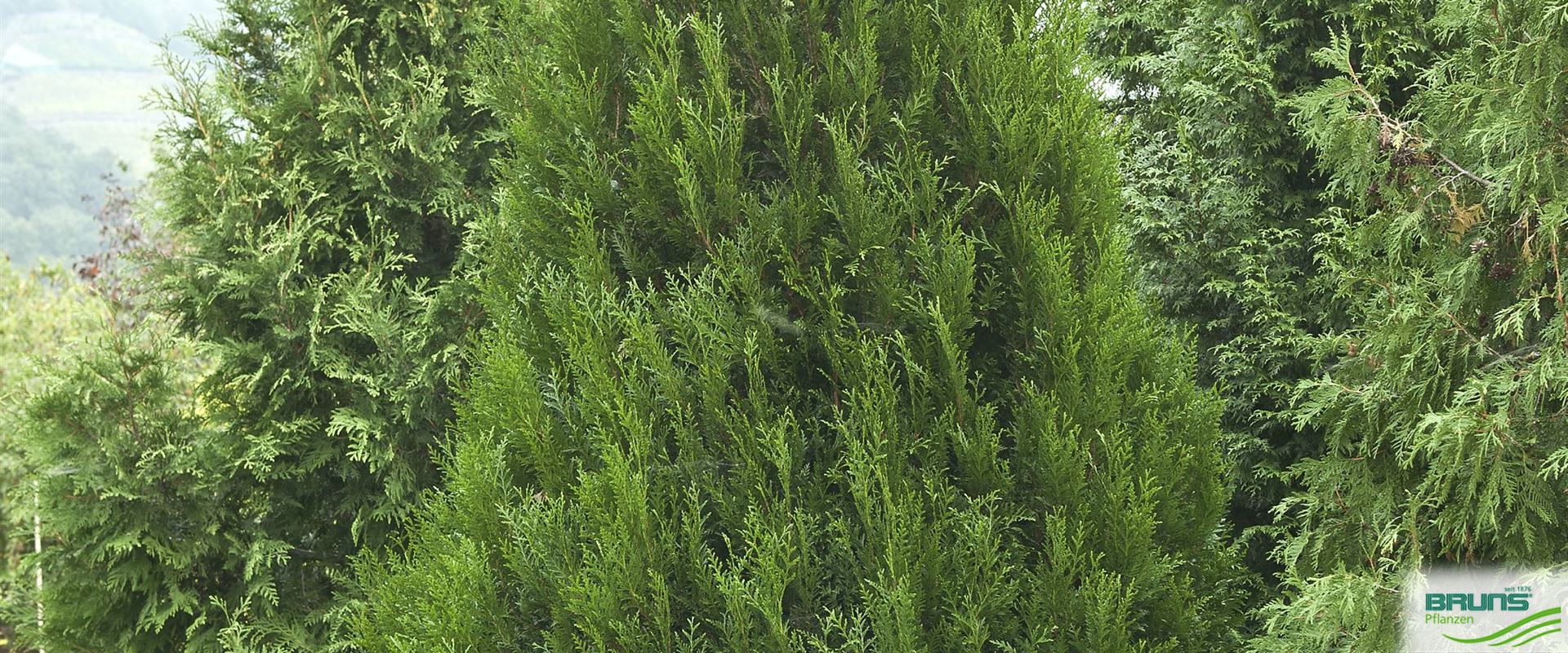 Thuja plicata 'Atrovirens' von Bruns Pflanzen