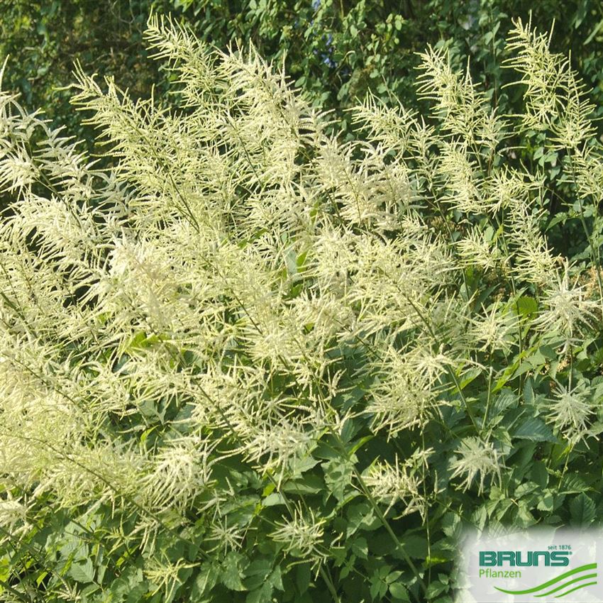 Aruncus dioicus, WaldGeißbart von Bruns Pflanzen
