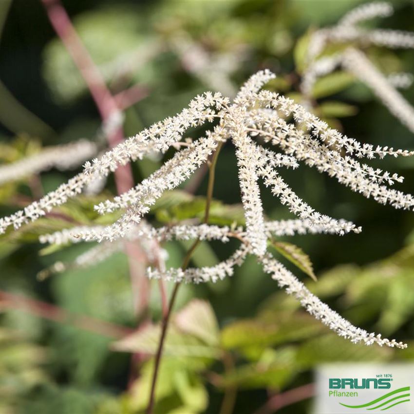 Aruncus dioicus, WaldGeißbart von Bruns Pflanzen