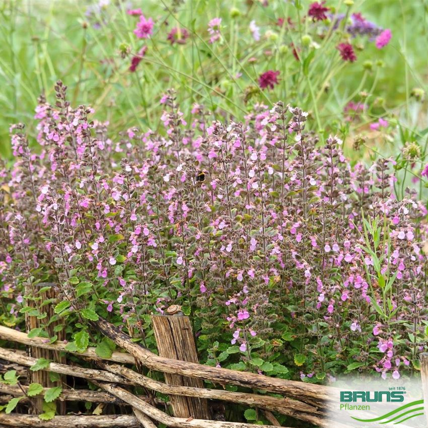 Teucrium x lucidrys von Bruns Pflanzen
