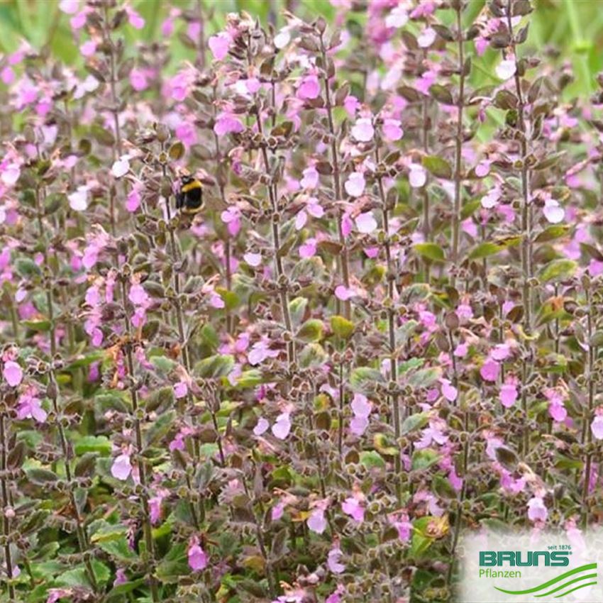 Teucrium x lucidrys von Bruns Pflanzen