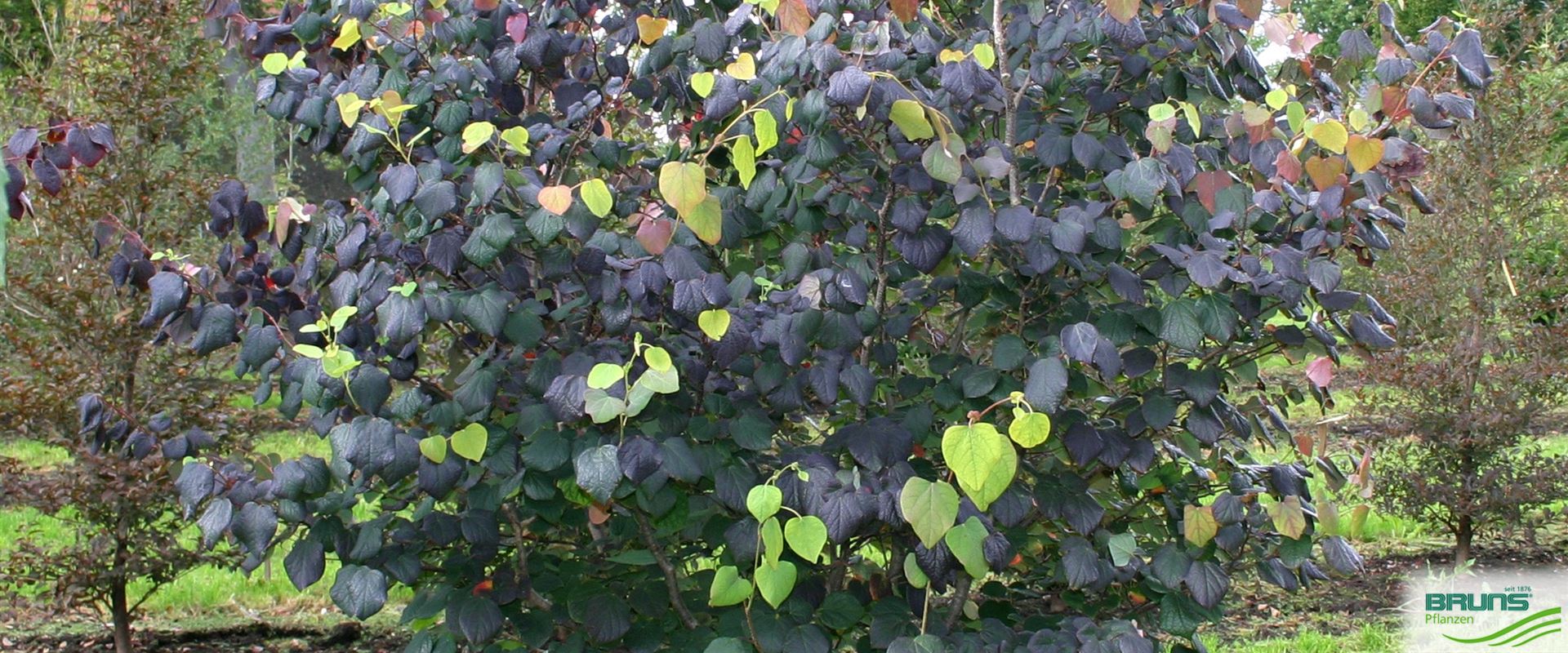 Disanthus cercidifolius, Doppelblüte von Bruns Pflanzen