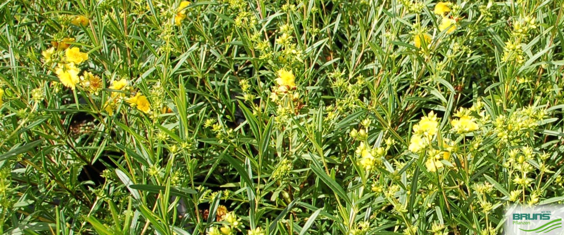 Hypericum erectum 'Gemo' von Bruns Pflanzen