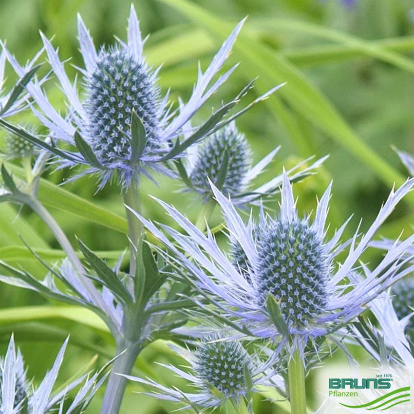 Eryngium bourgatii, chardon des Pyrénées von Bruns Pflanzen