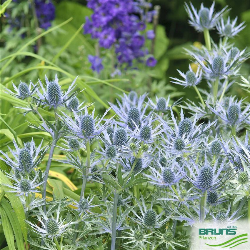 Eryngium Bourgatii Von Bruns Pflanzen Eryngium Bourgatii Von Bruns Pflanzen