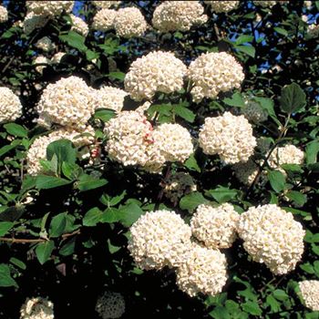 Viburnum_carlcephalum_2000-0074.jpg